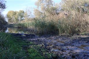 TML Mužla, časť Čenkovský les, severná mokraďná depresia. Foto: 29.10.2025, J.Lengyel.