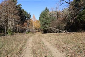 TML Mužla, časť Čenkovský les, stredový transekt s piesč. dunami a lesmi.Foto: 29.10.2025, J.Lengyel.