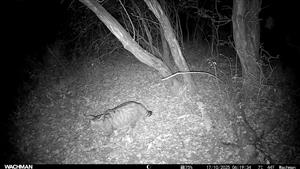 Jedinec Felis silvestris, TML Mužla, časť Čenkovský les, severná mokraďná depresia. 17.10.2025, fotopasca: J.Lengyel.