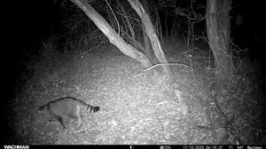 Jedinec Felis silvestris, TML Mužla, časť Čenkovský les, severná mokraďná depresia. 17.10.2025, fotopasca: J.Lengyel.