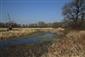 mlok dunajský (20.3.2015)