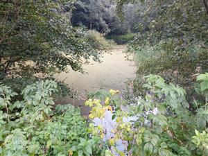 TML_Kysihýbelské jazierka