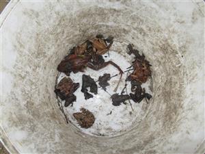 Časť bojživelníkov odchytených a následne vypustených počas monitoringu v TML.