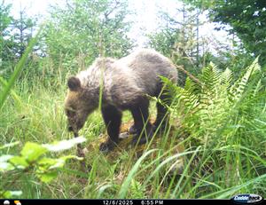 ursus arctos juvenil