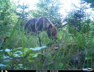 ursus arctos dospelý