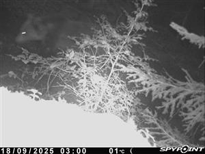 ursus arctos dospelý