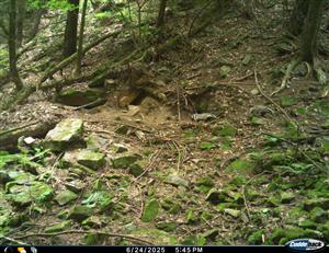 3 juvenily meles meles