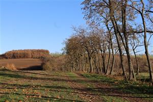 Pohľad na časť TML Maňa, Horná Gedra, Hronská pahorkatina. Foto: 4.11.2025, J.Lengyel.