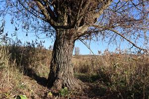 Pohľad na časť TML Kamenica - VN Bajtava, foto: 5.11.2025.