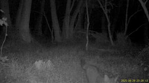 Ad. jedinec F. silvestris, Kamenica nad Hronom, Ipeľ. pah.,  29.8.2025, J.Lengyel.