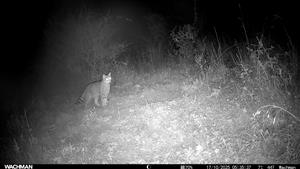 Ad. jedinec F. silvestris, južne od Bajtavy, svah, predhorie Burdy. Video, fotopasca, 17.10.2025, J.Lengyel.