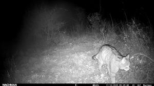 Ad. jedinec F. silvestris, južne od Bajtavy, svah, predhorie Burdy. Video, fotopasca, 17.10.2025, J.Lengyel.