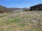 užovka stromová (23.4.2015)