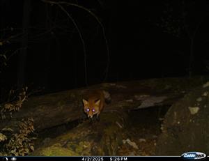 biotop v TML s líškou