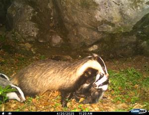 jazvec s mláďatami v TML