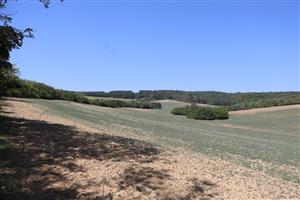 Pohľad na časť TML Kamenica, časť - Ipeľská pahorkatina. Ilustračné foto zo 14.8.2025, J.Lengyel.