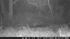 Jedinec Canis aureus, 19.1.2025, fotopasca, VN Bajtava, TML Kamenica (fotopasca: J.Lengyel).