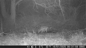 Jedinec Canis aureus, 19.1.2025, fotopasca, VN Bajtava, TML Kamenica (fotopasca: J.Lengyel).