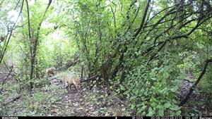 Dva juv. C.aureus, TML Trávnik, časť Hamské tŕstie-juh. Foto z videí, juv. šli za sebou postupne na videách. 30.8.2025 (fotopasca: J.Lengyel).