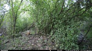 Dva juv. C.aureus, TML Trávnik, časť Hamské tŕstie-juh. Foto z videí, juv. šli za sebou postupne na videách. 30.8.2025 (fotopasca: J.Lengyel).