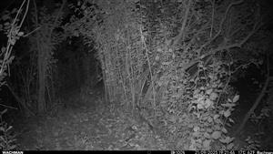 Dva juv. C.aureus, TML Trávnik, časť Hamské tŕstie-juh. Foto z videí, juv. šli za sebou postupne na videách. 21.9.2025 (fotopasca: J.Lengyel).