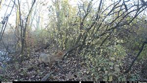 Dospelý samec C.aureus, TML Trávnik, časť Hamské tŕstie - juh. Foto z videa fotopasce, 6.11.2025 (fotopasca: J.Lengyel).