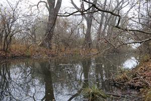 Pohľad na časť TML Číčov - časť Hamské tŕstie - severné časti s Hamským kanálom. Foto: 12.11.2025. J.Lengyel.