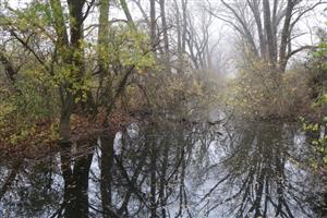 Pohľad na časť TML Číčov - časť Hamské tŕstie - severné časti s Hamským kanálom. Foto: 12.11.2025. J.Lengyel.