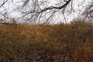 Pohľad na časť TML Číčov - časť Hamské tŕstie - severné časti s Hamským kanálom. Foto: 12.11.2025. J.Lengyel.