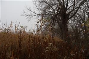 Pohľad na časť TML Číčov - časť Hamské tŕstie - severné časti s Hamským kanálom. Foto: 12.11.2025. J.Lengyel.