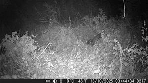 Jedinec Martes martes, TML Číčov, časť Hamské tŕstie - sever. Foto z videa. 13.10.2025, fotopasca: J.Lengyel.