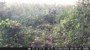 Jedinec Martes martes, TML Číčov, časť Hamské tŕstie - sever. Foto z videa. 23.8.2025, fotopasca: J.Lengyel.