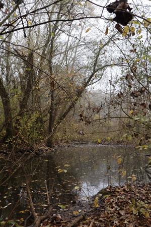 Pohľad na časť TML Trávnik - lužný mokraďový les, časť Hamské tŕstie-juh. Foto: 12.11.2025, J.Lengyel. Lesná mokraď..