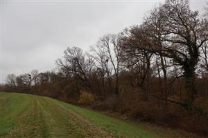 Pohľad na SV časti TML Dolný háj, foto: 13.11.2025. J.Lengyel.