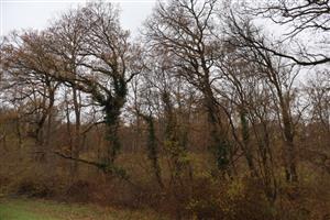 Pohľad na SV časti TML Dolný háj, foto: 13.11.2025. J.Lengyel.