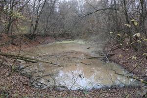 Pohľad na mŕtve rameno r. Nitry, SV časti TML Dolný háj. Foto: J.Lengyel, 13.11.2025, J.Lengyel.