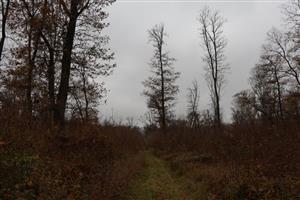 Pohľad na V časti TML Dolný háj, sveer. časti, foto: 13.11.2025, J.Lengyel.