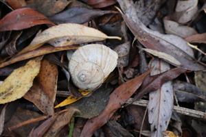 Odumretá schránka H.pomatia, TML Dolný háj, foto: 13.11.2025, J.Lengyel.