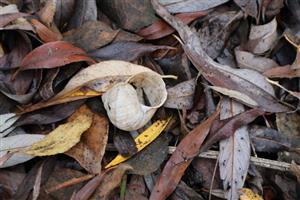 Odumretá schránka H.pomatia, TML Dolný háj, foto: 13.11.2025, J.Lengyel.