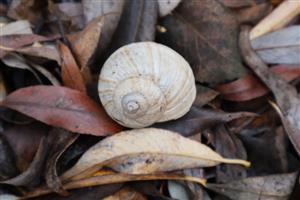 Odumretá schránka H.pomatia, TML Dolný háj, foto: 13.11.2025, J.Lengyel.