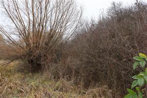 TML Žitavský luh, JV časti, biotop H.pomatia. Foto: 13.11.2025. J.Lengyel.