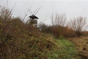 Biotop H.pomatia, JV časti TML Žitavský luh, foto: 13.11.2025, J.Lengyel.