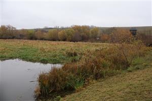 TML Žitavský luh, JV okrajové časti, biotop H.pomatia. Foto: 13.11.2025, J.Lengyel.