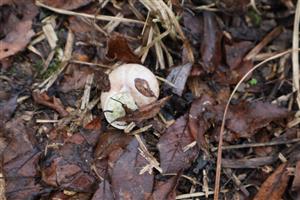 Schránka H.pomatia, TML Žitavský luh, foto: 13.11.2025, J.Lengyel.