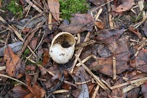 Schránka H.pomatia, TML Žitavský luh, foto: 13.11.2025, J.Lengyel.