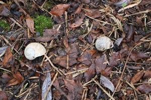 Schránky H. pomatia, TML Žitav.luh, foto: 13.11.2025, J.Lengyel.