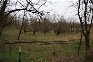 Pohľad na časť TML PR Mašan kde prebieha extenzívna pastva koní. Foto: 13.11.2025, J.Lengyel.