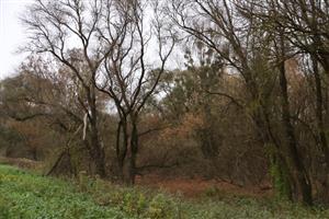 Pohľad na časť TML Čenkovské rameno, t. času bez vody. Foto: 13.11.2025, J.Lengyel.