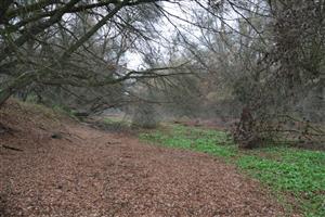 Pohľad na časť TML Čenkovské rameno, t. času bez vody. Foto: 13.11.2025, J.Lengyel.