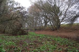 Pohľad na časť TML Čenkovské rameno, t. času bez vody. Foto: 13.11.2025, J.Lengyel.